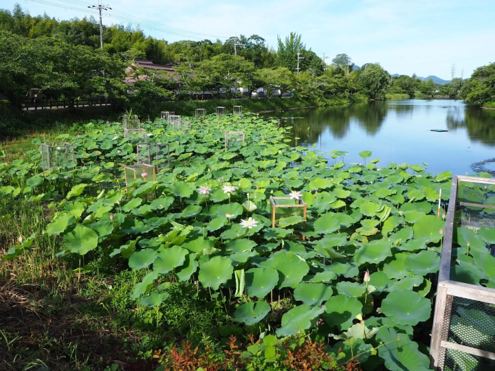 丹波篠山市 夏の風物詩 篠山城跡南堀のハスの開花が始まりました