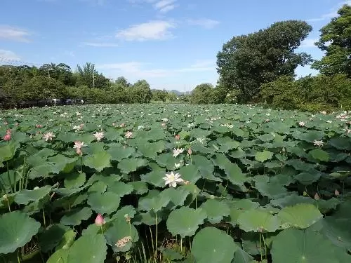 丹波篠山市 夏の風物詩 篠山城跡南堀のハスの開花が始まりました