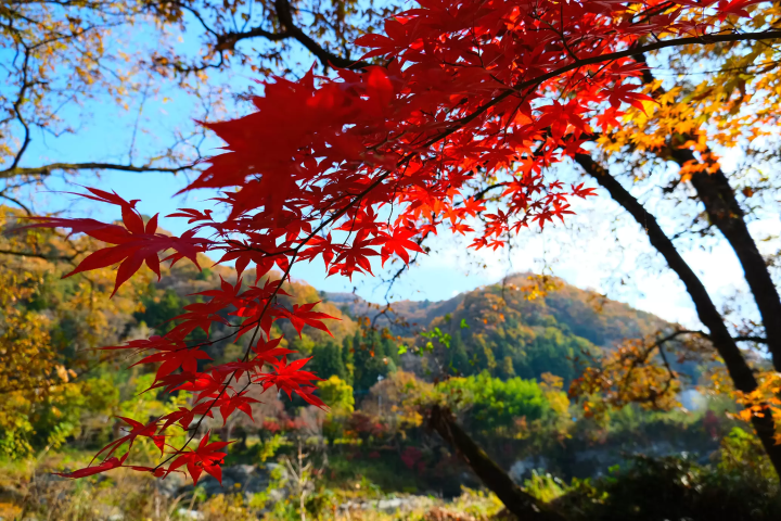 [2024 Autumn] Nagatoro, Saitama – Just 90 Minutes from Tokyo! Enjoy a Day Trip for Stunning Autumn Foliage