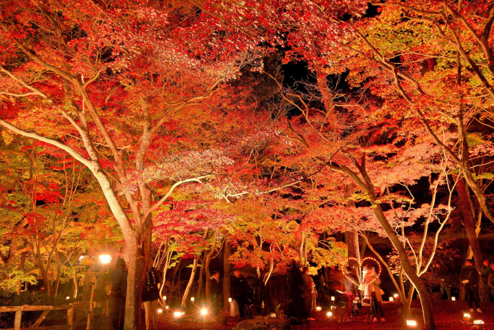 [2024 Autumn] Nagatoro, Saitama – Just 90 Minutes from Tokyo! Enjoy a Day Trip for Stunning Autumn Foliage