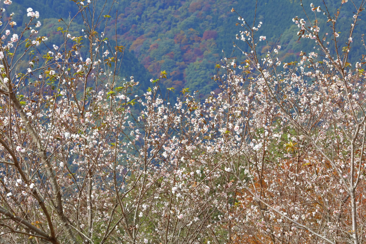 [2024 Autumn] Nagatoro, Saitama – Just 90 Minutes from Tokyo! Enjoy a Day Trip for Stunning Autumn Foliage