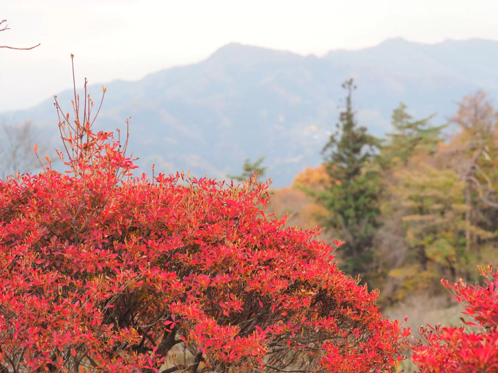 [2024 Autumn] Nagatoro, Saitama – Just 90 Minutes from Tokyo! Enjoy a Day Trip for Stunning Autumn Foliage