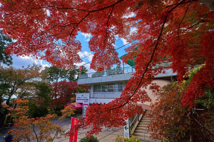 Autumn Foliage on Mount Tsukuba: Must-Visit Locations and Festivals