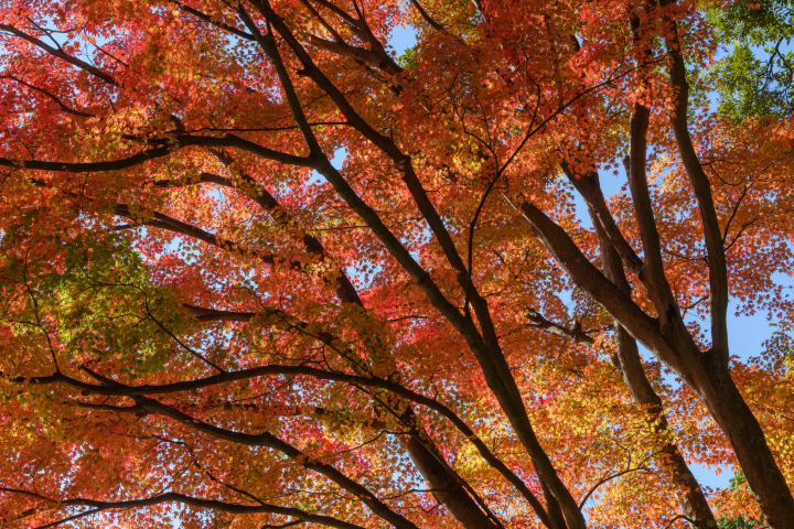 Autumn Foliage on Mount Tsukuba: Must-Visit Locations and Festivals