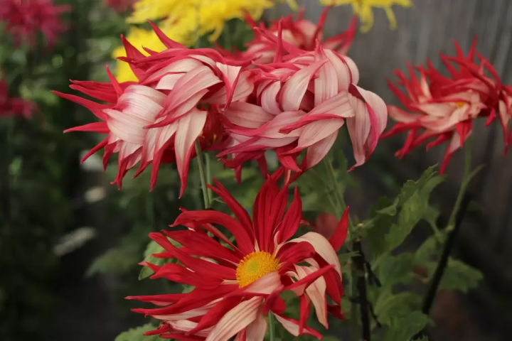 "Onaegiku" flowers bloom like dancing petals, showing the undersides of the petals. Chrysanthemum cultivation has continued since the Edo period - Chrysanthemum exhibition -