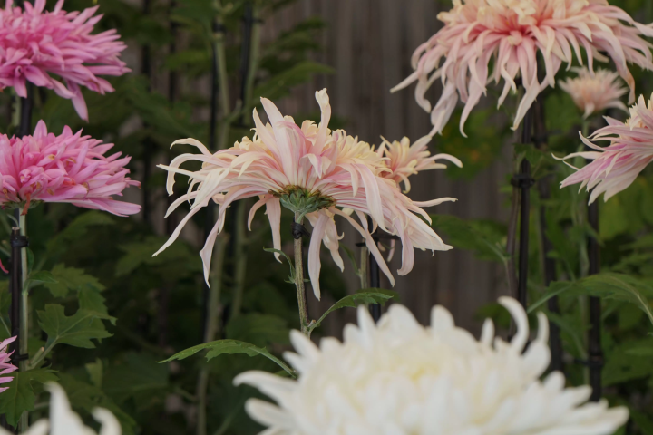 "Onaegiku" flowers bloom like dancing petals, showing the undersides of the petals. Chrysanthemum cultivation has continued since the Edo period - Chrysanthemum exhibition -
