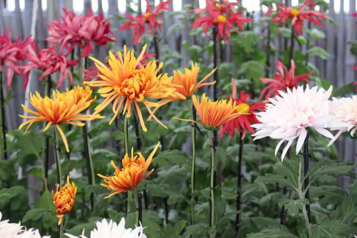 "Onaegiku" flowers bloom like dancing petals, showing the undersides of the petals. Chrysanthemum cultivation has continued since the Edo period - Chrysanthemum exhibition -