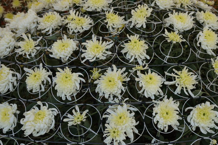 "Onaegiku" flowers bloom like dancing petals, showing the undersides of the petals. Chrysanthemum cultivation has continued since the Edo period - Chrysanthemum exhibition -