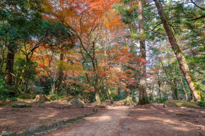 宮島の紅葉のイメージ画像