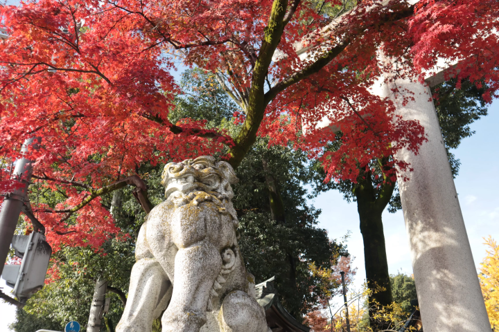 【2024年秋叶】埼玉/秩父/长瀞，距离东京90分钟：奖励自己！ 2天1晚赏红叶路线