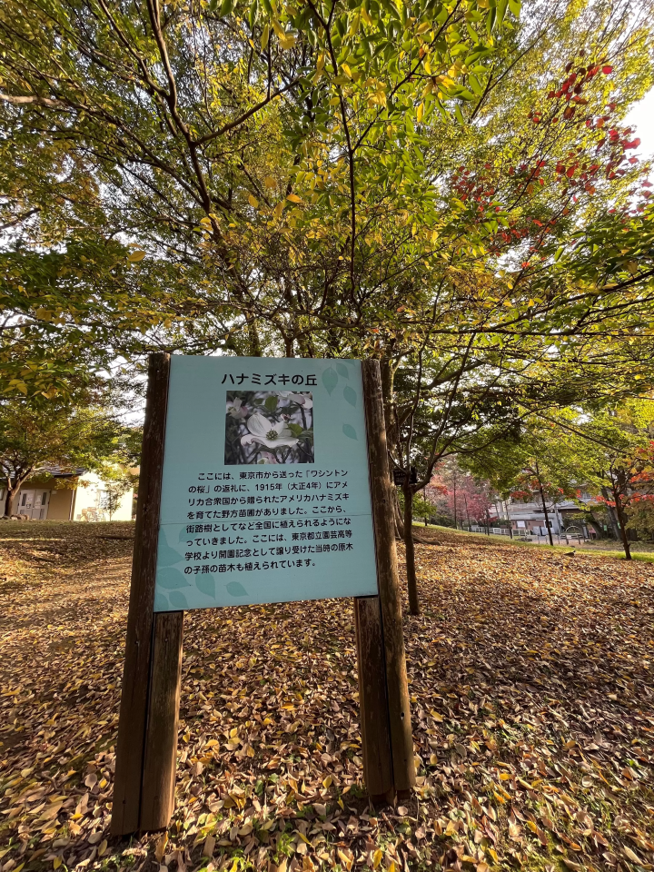 (하나미즈키의 언덕) 