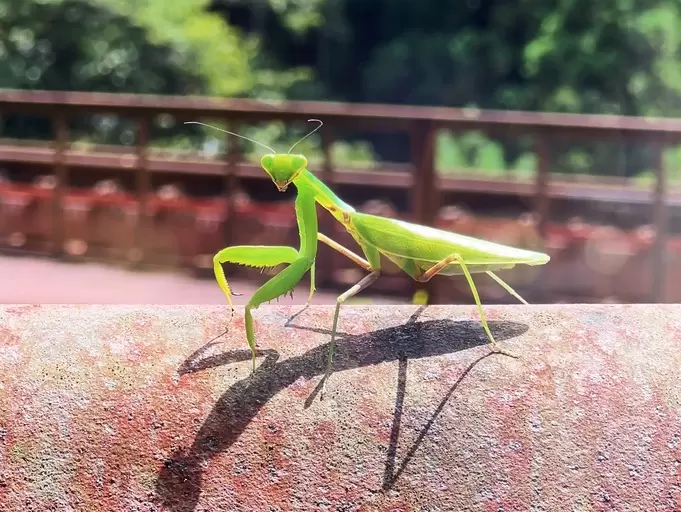 Exploring Ikuno and Asago: Easy Access from Himeji, Silver Mines, and Scenic Cycling Tours in Rural Japan