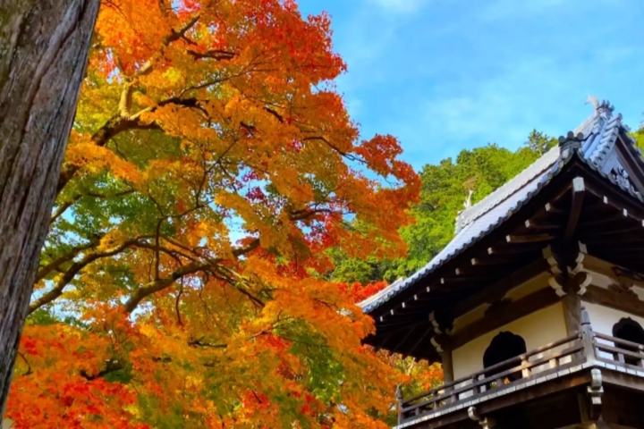 【2024年】滋賀県のおすすめ紅葉スポット10選！