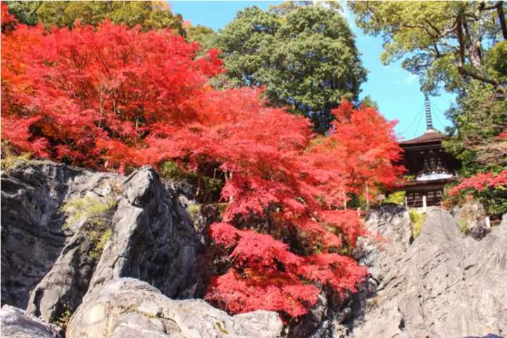 【2024年】滋賀県のおすすめ紅葉スポット10選！