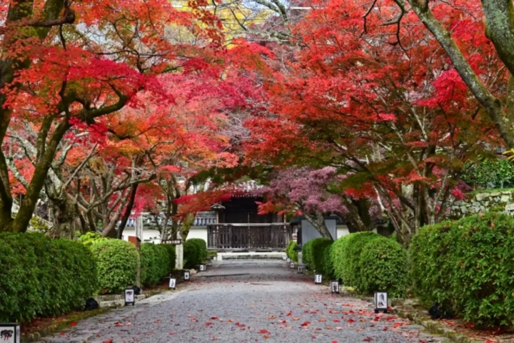 【2024年】滋賀県のおすすめ紅葉スポット10選！