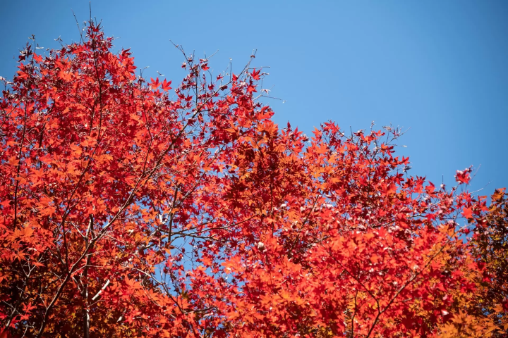 弥彦公園の紅葉のイメージ画像