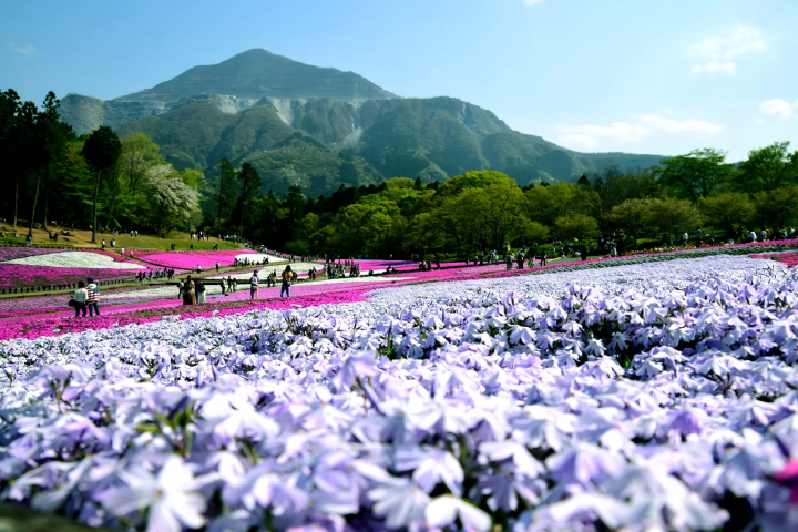 [Saitama, Chichibu / Nagatoro] A thorough explanation of the local railway "Chichibu Railway"! We will introduce how to ride and a discount ticket that allows you to get on and off multiple times.