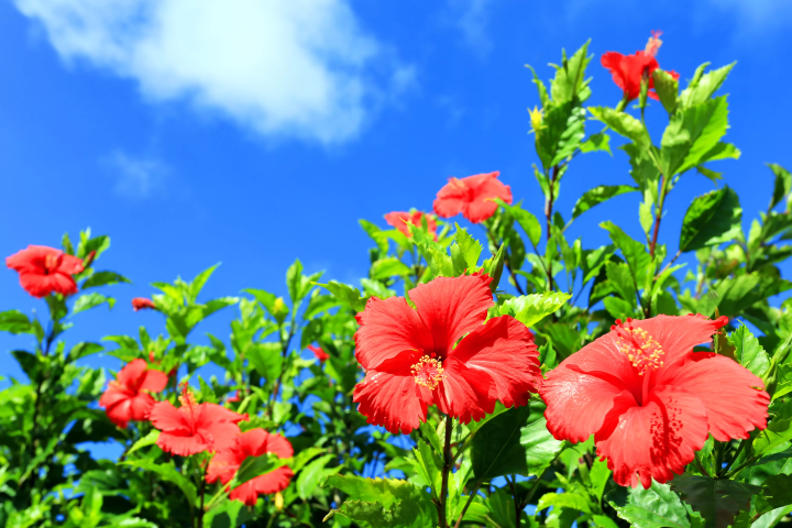 【2024】沖繩自由行景點42選！觀光景點、交通票券、門票、購物、住宿、離島資訊、伴手禮資訊最完整彙整