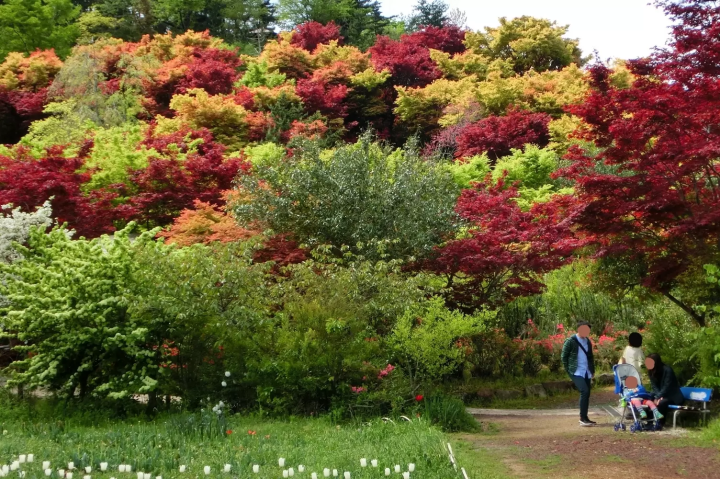 【2024】福島県の美しい紅葉スポット！穴場から絶対行きたいライトアップまで