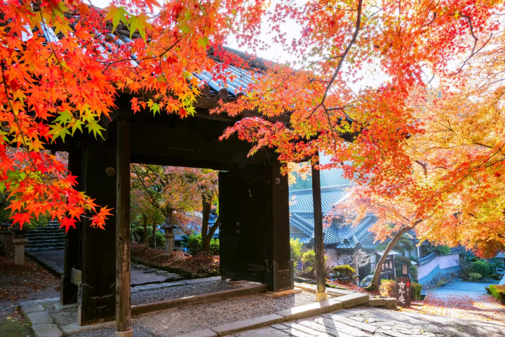 秋月城跡の紅葉のイメージ画像