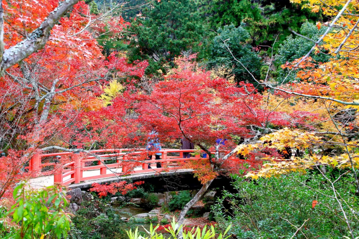 紅葉谷公園の紅葉のイメージ画像