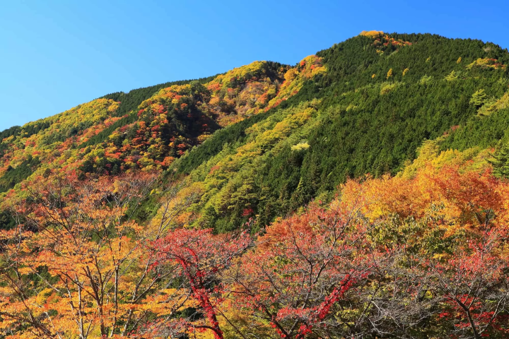 岐阜の紅葉のイメージ画像