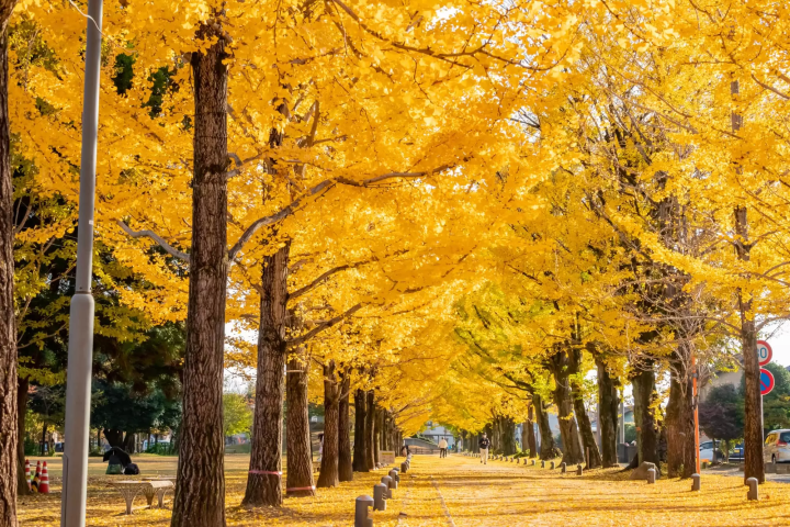 学びの森プロムナードの紅葉のイメージ画像