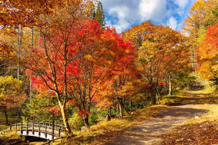 飛騨美濃せせらぎ街道の紅葉のイメージ画像