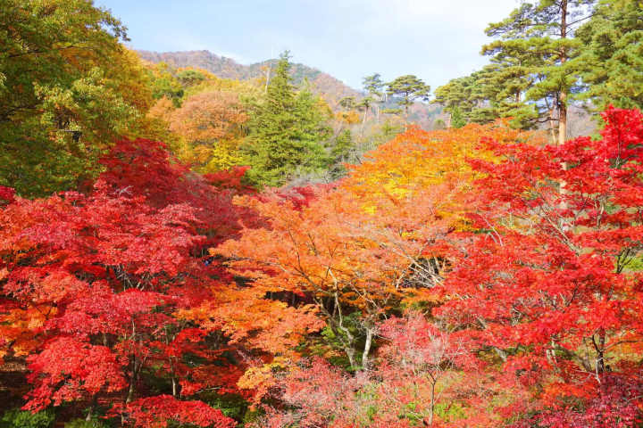 色鮮やかの紅葉のイメージ画像