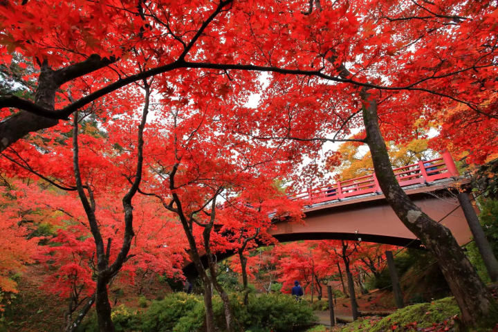 観月橋の紅葉のイメージ画像