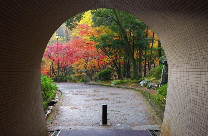 弥彦公園トンネルの紅葉のイメージ画像