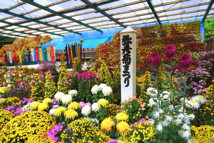 弥彦神社の菊まつりのイメージ画像