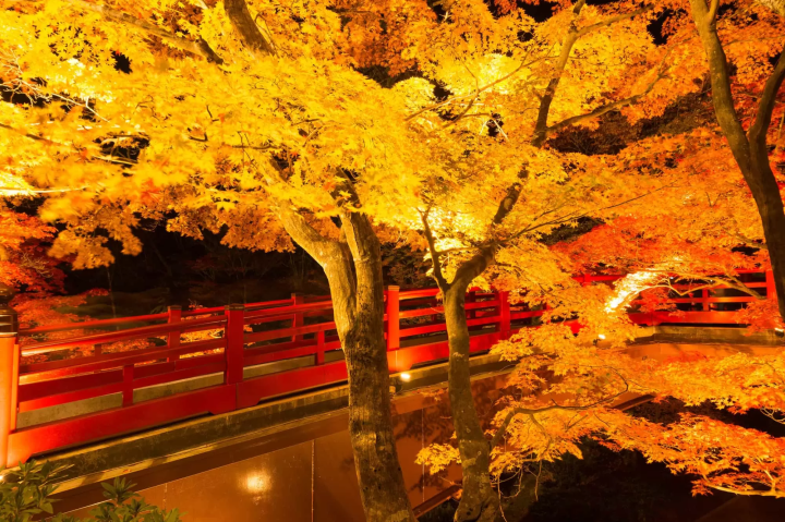 弥彦公園の紅葉のイメージ画像