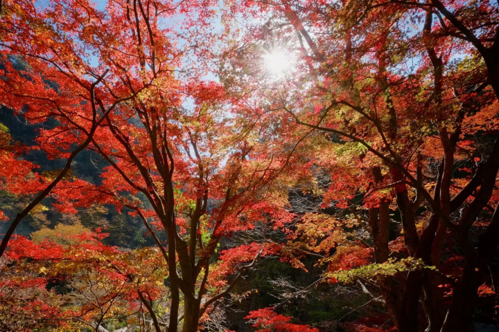 昇仙峡の紅葉のイメージ画像
