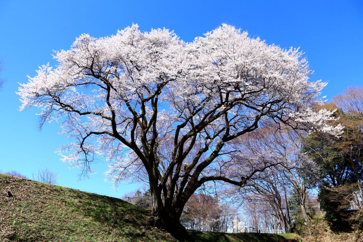 Best time to see Ujikuni Sakura: Late March to early April 