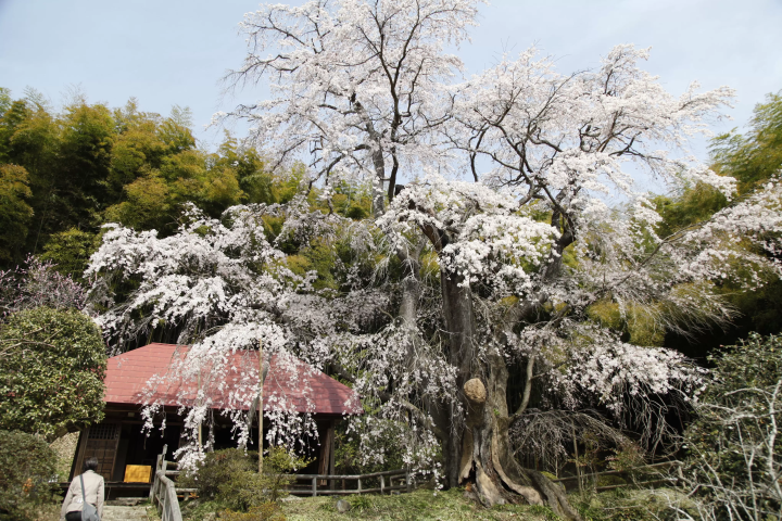 さくらの街こおりやま！春に訪れるべき桜・花見スポット５選！