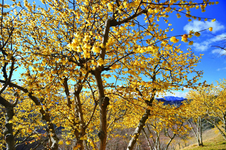 [ฤดูหนาว 2025] เมืองนากาโทโระ จังหวัดไซตามะ ไปดูดอกไม้เมืองหนาว "รูไบ" ที่บานสะพรั่งบนท้องฟ้าฤดูหนาวที่แจ่มใส