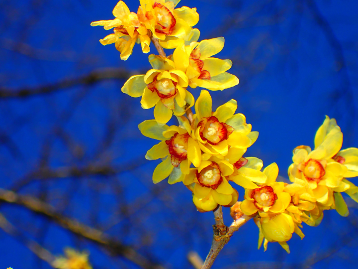 [ฤดูหนาว 2025] เมืองนากาโทโระ จังหวัดไซตามะ ไปดูดอกไม้เมืองหนาว "รูไบ" ที่บานสะพรั่งบนท้องฟ้าฤดูหนาวที่แจ่มใส