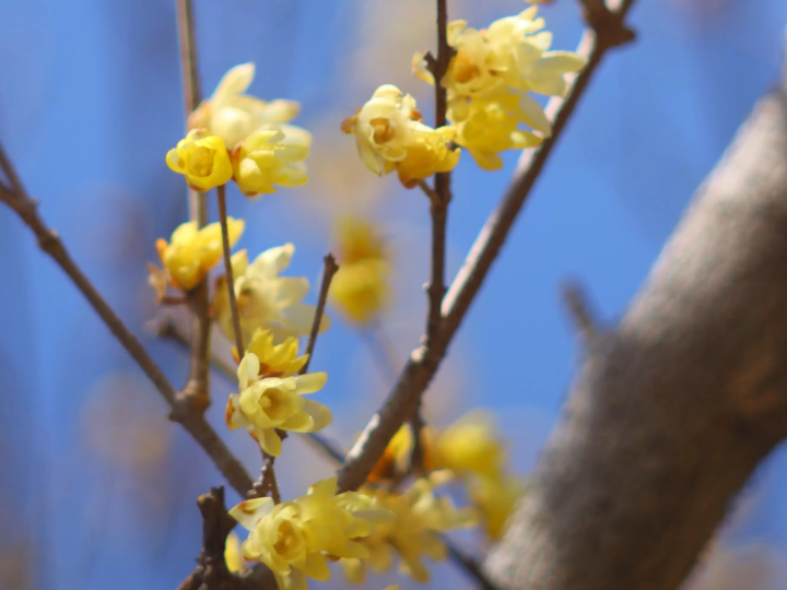 [ฤดูหนาว 2025] เมืองนากาโทโระ จังหวัดไซตามะ ไปดูดอกไม้เมืองหนาว "รูไบ" ที่บานสะพรั่งบนท้องฟ้าฤดูหนาวที่แจ่มใส