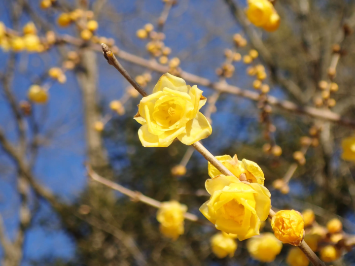 [ฤดูหนาว 2025] เมืองนากาโทโระ จังหวัดไซตามะ ไปดูดอกไม้เมืองหนาว "รูไบ" ที่บานสะพรั่งบนท้องฟ้าฤดูหนาวที่แจ่มใส