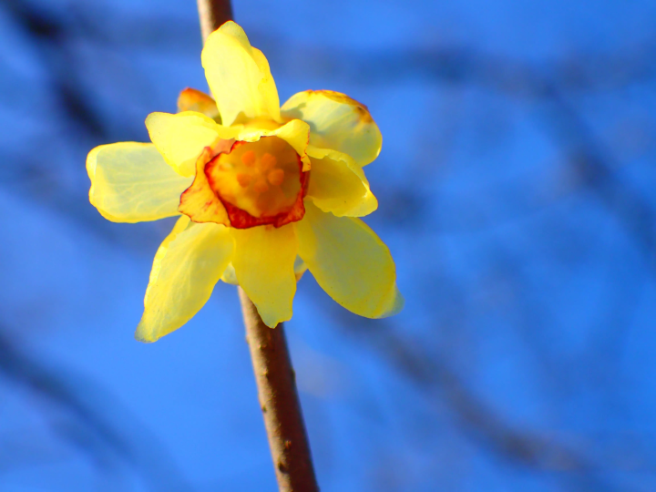 [ฤดูหนาว 2025] เมืองนากาโทโระ จังหวัดไซตามะ ไปดูดอกไม้เมืองหนาว "รูไบ" ที่บานสะพรั่งบนท้องฟ้าฤดูหนาวที่แจ่มใส