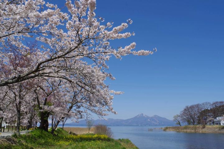 さくらの街こおりやま！春に訪れるべき桜・花見スポット５選！