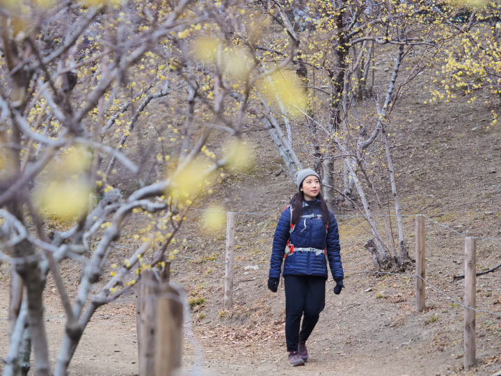 [ฤดูหนาว 2025] เมืองนากาโทโระ จังหวัดไซตามะ ไปดูดอกไม้เมืองหนาว "รูไบ" ที่บานสะพรั่งบนท้องฟ้าฤดูหนาวที่แจ่มใส