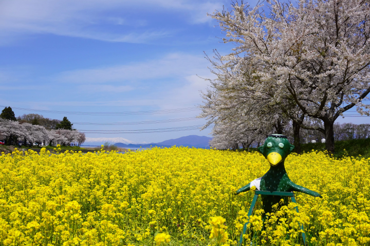 さくらの街こおりやま！春に訪れるべき桜・花見スポット５選！