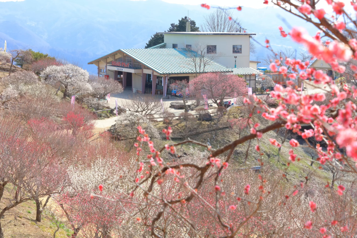 [ฤดูหนาว 2025] เมืองนากาโทโระ จังหวัดไซตามะ ไปดูดอกไม้เมืองหนาว "รูไบ" ที่บานสะพรั่งบนท้องฟ้าฤดูหนาวที่แจ่มใส