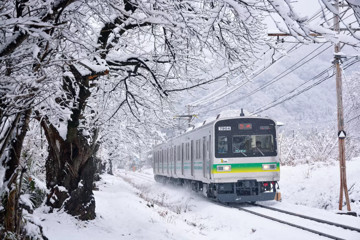 [ฤดูหนาว 2025] เมืองนากาโทโระ จังหวัดไซตามะ ไปดูดอกไม้เมืองหนาว "รูไบ" ที่บานสะพรั่งบนท้องฟ้าฤดูหนาวที่แจ่มใส