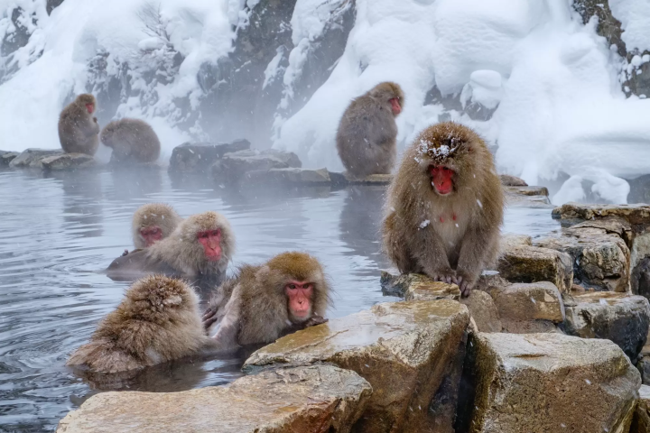 Snow Monkeys in Nagano