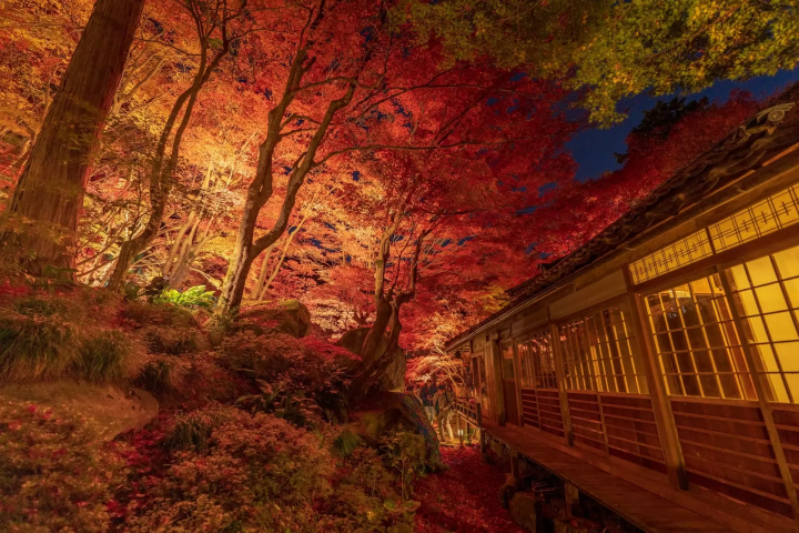 教林坊の紅葉のイメージ画像