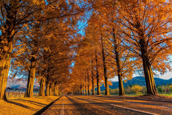 メタセコイア並木の紅葉のイメージ画像