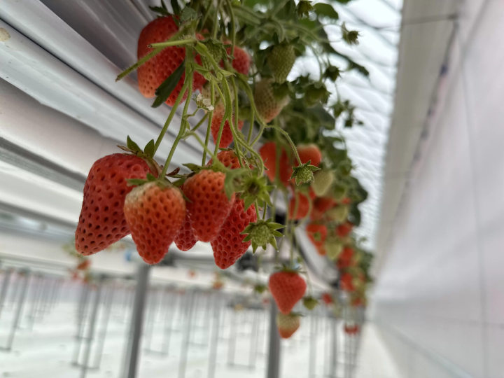 豬苗代、郡山週邊冬季活動路線